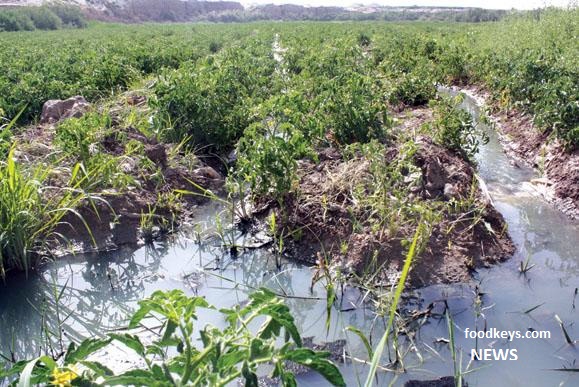 هشدار نمایندگان مجلس نسبت به آبیاری محصولات کشاورزی با فاضلاب