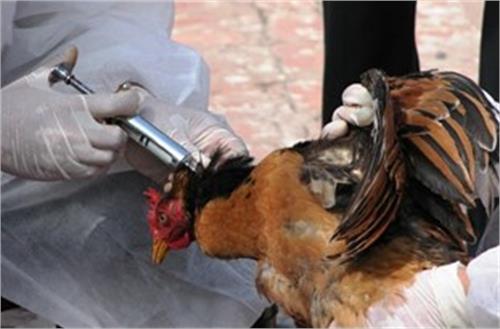 هیچ آماری از سرایت آنفولانزای پرندگان به انسان وجود ندارد/ شیوع آنفولانزا در شهرستان دماوند