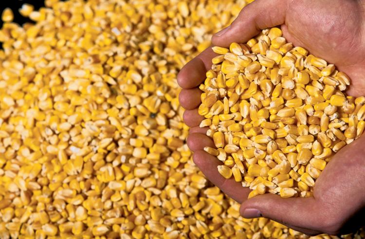 دلایل جان گرفتن معاملات ذرت در بورس کالا
