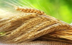 تاخیر در اعلام نرخ خرید تضمینی ، واردات گندم را به همراه دارد