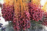 کمبودی در عرضه خرمای ماه رمضان نداریم/ نرخ هر کیلو خرمای مضافتی در مبدا ۲۳ هزار تومان