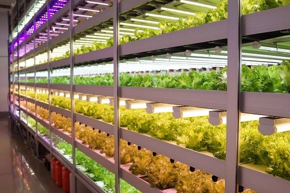 دستورالعمل صدور مجوز «کارخانه گیاهی» نهایی شد