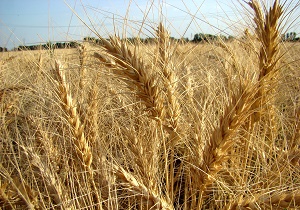 خرید گندم از مرز 2 میلیون تن گذشت/پرداخت 200 میلیارد تومان از مطالبات کلزاکاران