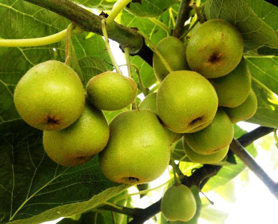 باغداران به فناوری روز مجهز می شوند