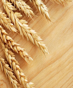 تولید گندم امسال به 13 میلیون تن رسید