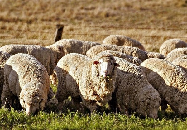 راهکاری برای توقف قاچاق دام؛ گاو و گوسفند پلاک‎دار می شوند