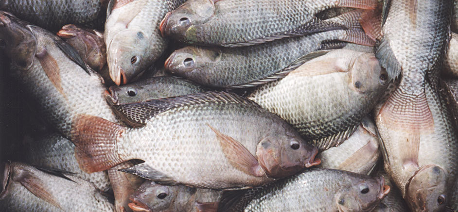 تولید غیر قانونی ماهی تیلاپیا در کشور/تولید رسمی تیلاپیا کمتر از ۱۰۰ تن است