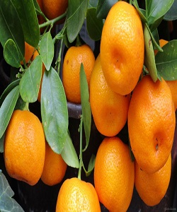 نارنگی‌ های موجود در بازار رنگ‌ آوری شده و مضر است