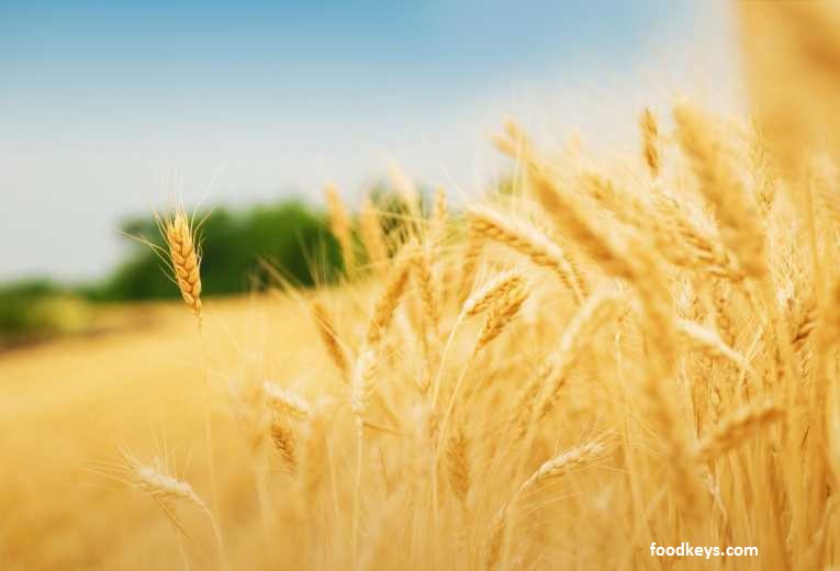 خرید تضمینی گندم از مرز ۴.۲ میلیون تن گذشت