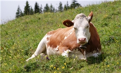 ورود 700 رأس گاو آلمانی به کشور برای خودکفایی در گوشت و کره