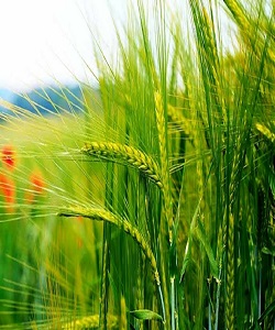  ۴.۵ میلیون تن گندم از کشاورزان خرید تضمینی شد