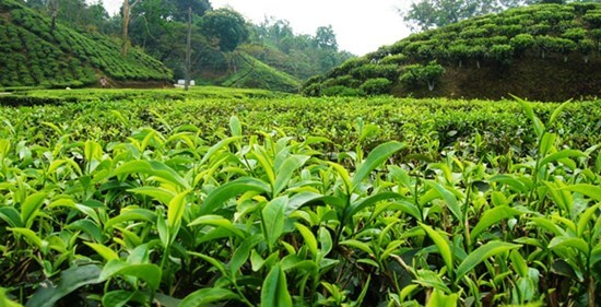 تولید برگ سبز چای کاهش یافت