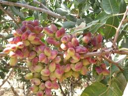 تولید نگهدارنده مواد غذایی با پوست سبز پسته