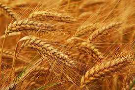 خرید گندم از مرز 2 میلیون تن گذشت