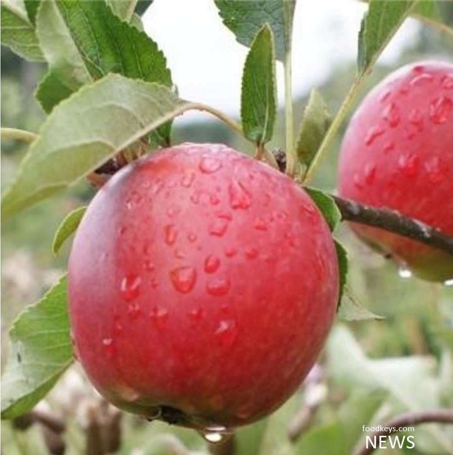 متعادل نبودن عناصر غذایی، مانع صادرات سیب قرمزشد