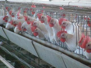 صادرات مرغ همچنان متوقف است / تلاش برای تصویب مشوق صادراتی