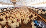 قیمت مرغ وارد کانال ۱۳ هزار تومان شد