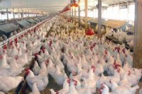 فعالیت ۲۷ زنجیره تولید گوشت مرغ در کشور/ سهم ۵۰ درصدی شرکت‌های زنجیره‌ای در صادرات مرغ