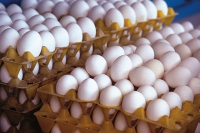 کاهش ۲۰ درصدی تولید تخم مرغ/قیمت رقابتی برای صادرات نداریم