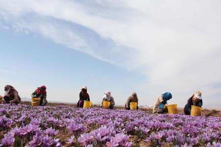 آغاز برداشت محصول زعفران در استان یزد