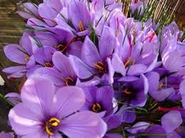 صادرات فله ای، خط قرمز طلای سرخ