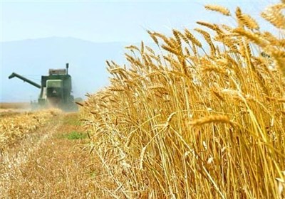 تولید ۸ میلیون و ۸۷۴ هزار تن گندم در کشور/ استمرار در خودکفایی گندم