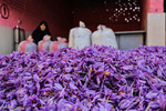 پایان برداشت زعفران در کشور/افزایش ۴۲درصدی صادرات