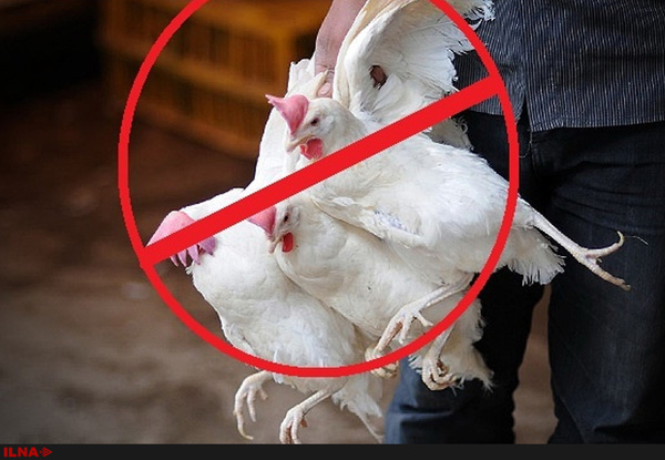 آنفولانزای پرندگان به انسان سرایت نمی‌کند/ برای اطمینان، مرغ با حرارت 70 درجه پخت شود