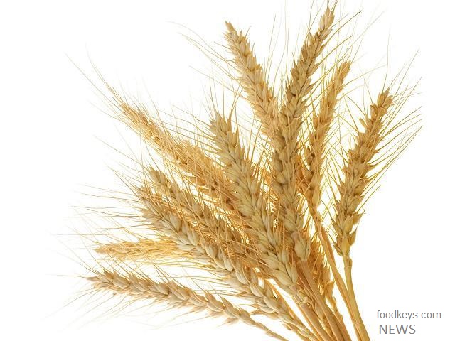 کاهش واردات گندم با افزایش تولید داخل در دولت تدبیر و امید