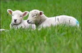 ٢ هزار راس گوسفند زنده از رومانی وارد کشور شد