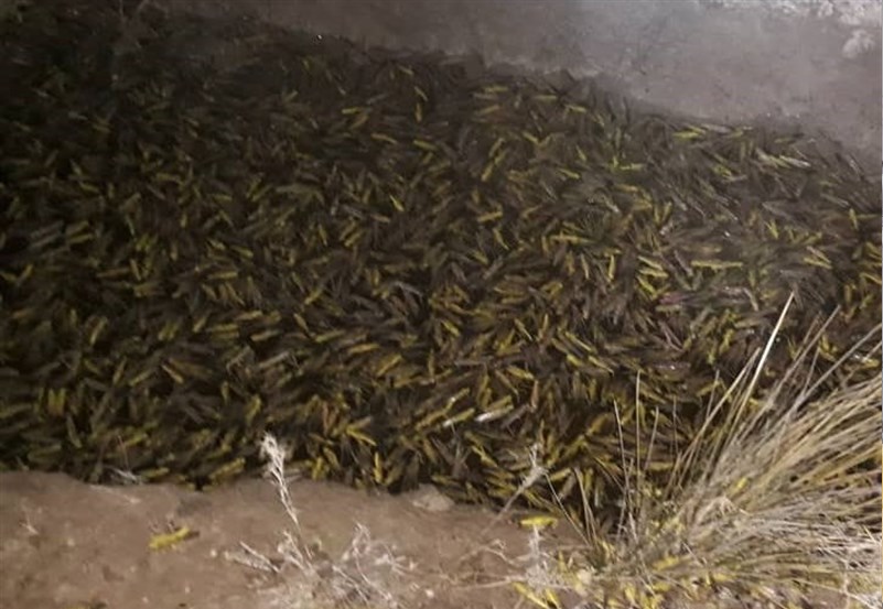 ورود ملخ های صحرایی طی ۷ تا ۱۵ روز آینده به ایران