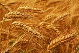 ایران گندم روسیه را تبدیل به آرد و صادر می‌کند