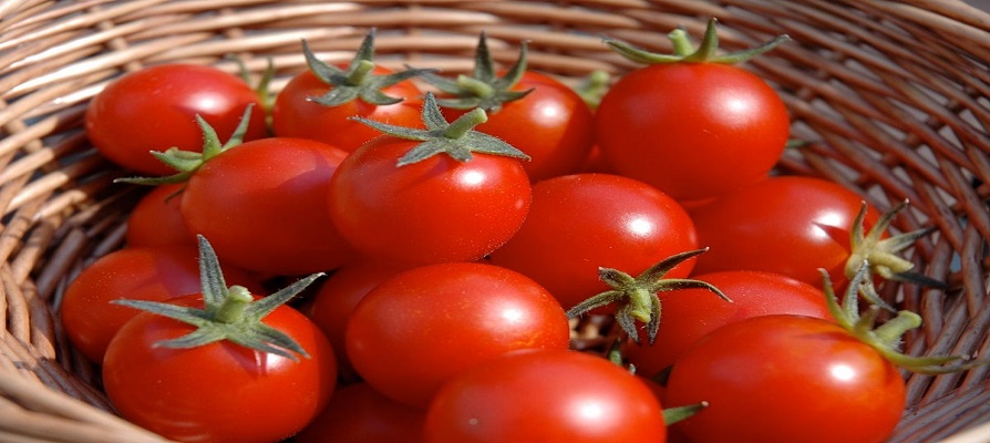 ایران جایگاه ششم تولید گوجه فرنگی در جهان
