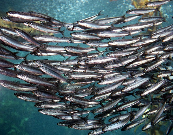ظرفیت تولید 1 میلیون تن ماهی در دریاهای شمال و جنوب ایران