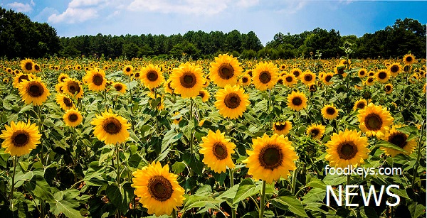 ۴ دغدغه‌ کشاورزان برای کشت دانه‌های روغنی