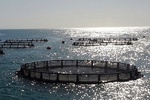 حفظ ذخایر آبزیان با اجرای طرح پرورش ماهی در قفس در دریا
