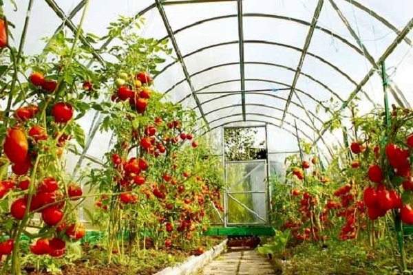 ۱۰ هزار هکتار از باغ‌های قزوین فوق مدرن شده‌اند