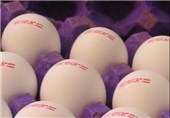 واردات تخم مرغ تا 2 هفته دیگر قیمت ها را متعادل می کند
