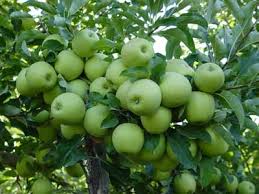 ارتقای ایران به رتبه نهم صادرات سیب درختی جهان