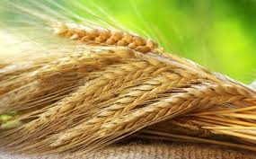 شورای اقتصاد نرخ گندم و کلزا را اعلام کند
