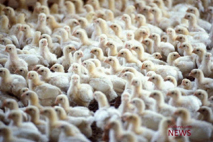آنفلوآنزای طیور باعث گرانی مرغ نمی‌شود