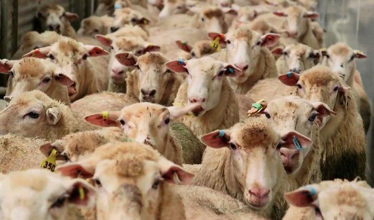 کنترل تب برفکی با همکاری ۴ جانبه نهادهای بین المللی/اجرای پروژه غربالگری تب برفکی در شیر