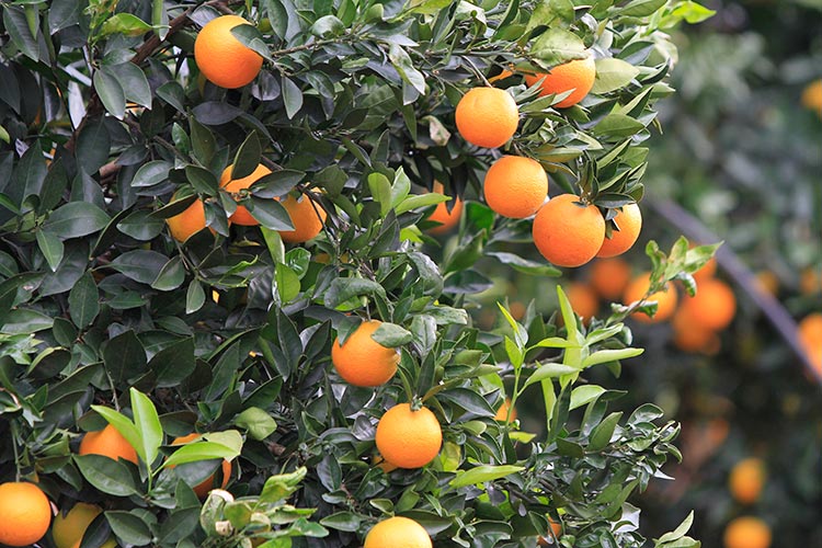 زنگ خطر واردات مرکبات به صدا درآمد
