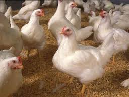 واحدهای تولیدی مرغ تخم گذار به مناطق غیر آلوده منتقل شود