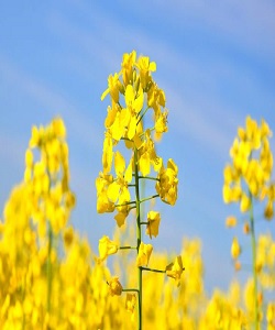 منع خوداتکایی در روغن کنجاله به دلیل واردات ارزان