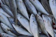 سرانه مصرف ماهی در ایران ۱۰.۶ کیلوگرم است