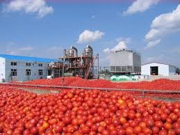 افزایش۷۵درصدی صادرات گوجه و رب/تداوم صادرات منوط به نظروزارت جهاد