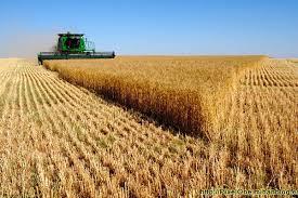 رکورد تولید گندم در ابرکوه به ۴.۵ تن در هکتار رسید