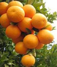 مازندران؛ بزرگترین تولید کننده پرتقال کشور/تولید سالانه ۱.۸ میلیون تن محصول