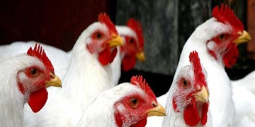 50 درصد مرغ کشور از لاین‌ های داخلی تولید خواهد شد/ معرفی مرغ لاین کوثر 7